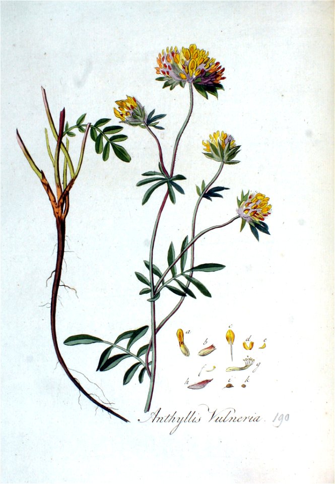 Anthyllis vulneria — Flora Batava — Volume v3