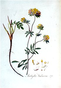 Anthyllis vulneria — Flora Batava — Volume v3
