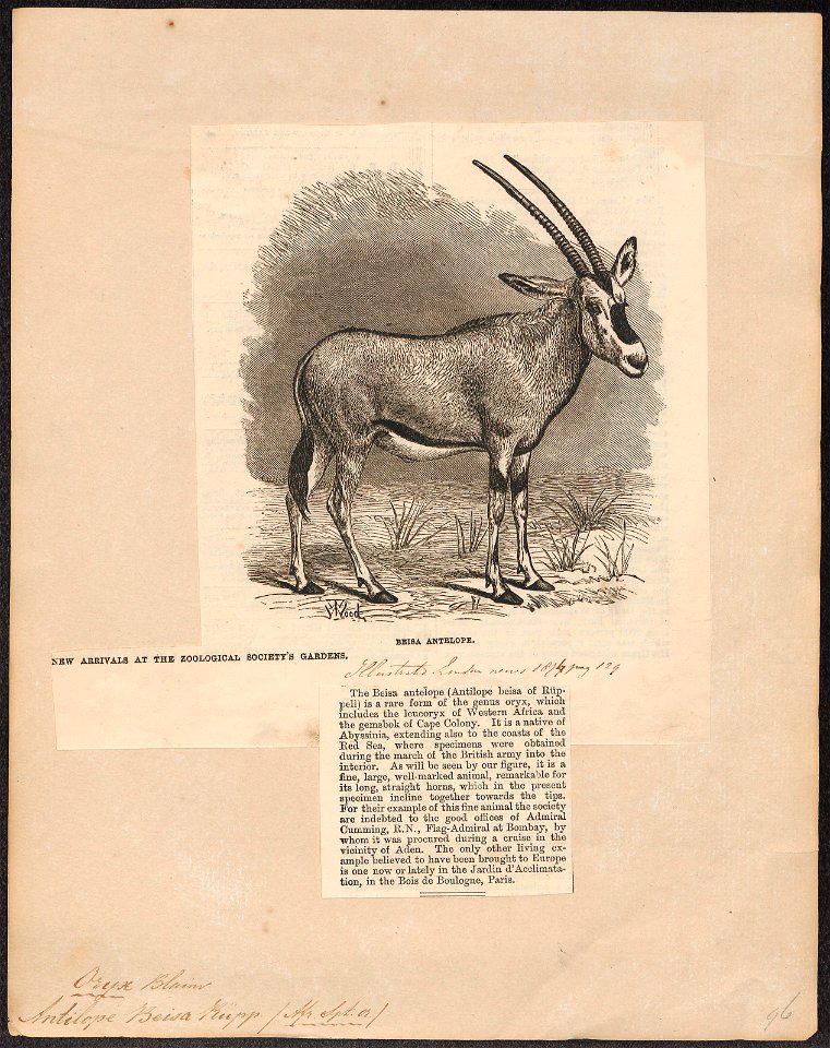 Antilope beisa - hoorns - 1874 - Print - Iconographia Zoologica - Special Collections University of Amsterdam - UBA01 IZ21400011