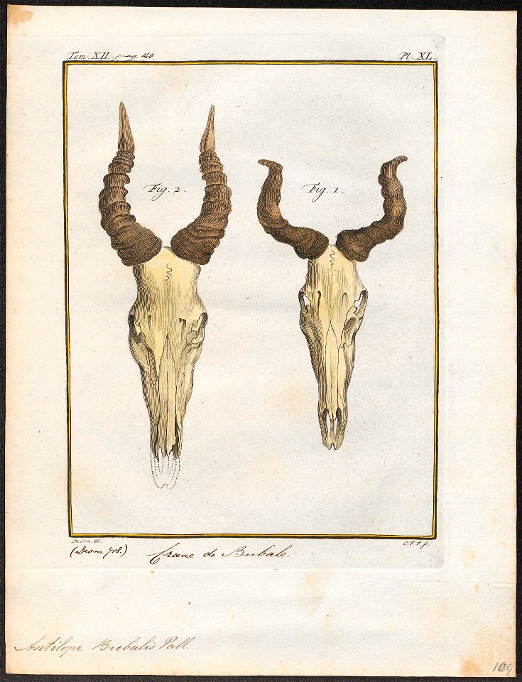 Antilope bubalis - schedel - 1700-1880 - Print - Iconographia Zoologica - Special Collections University of Amsterdam - UBA01 IZ21400129