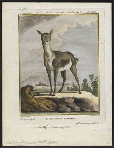 Antilope cervicapra - 1700-1880 - Print - Iconographia Zoologica - Special Collections University of Amsterdam - UBA01 IZ21400031