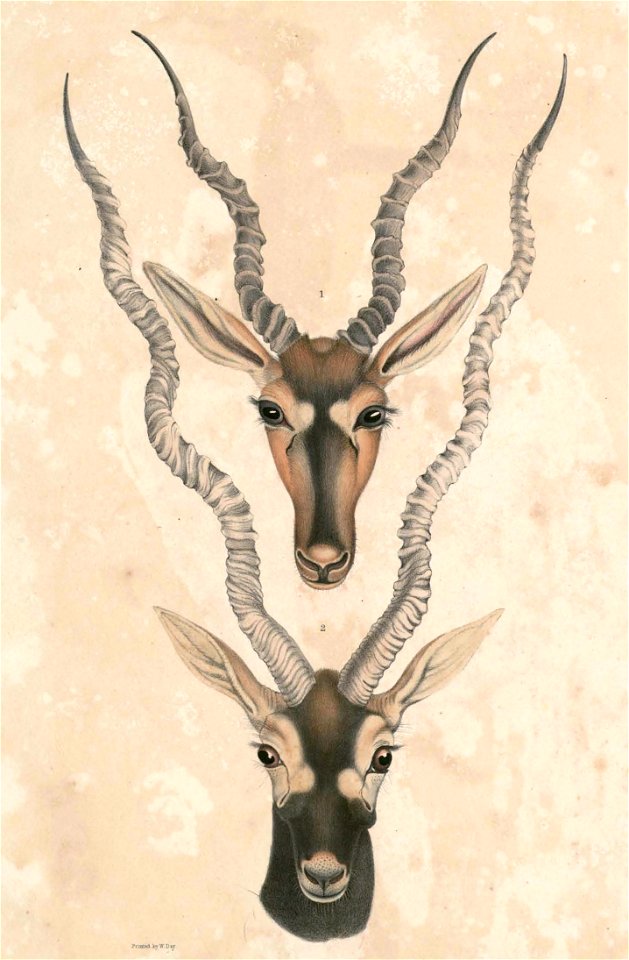 Antilope cervicapra rupicapra Hardwicke 2