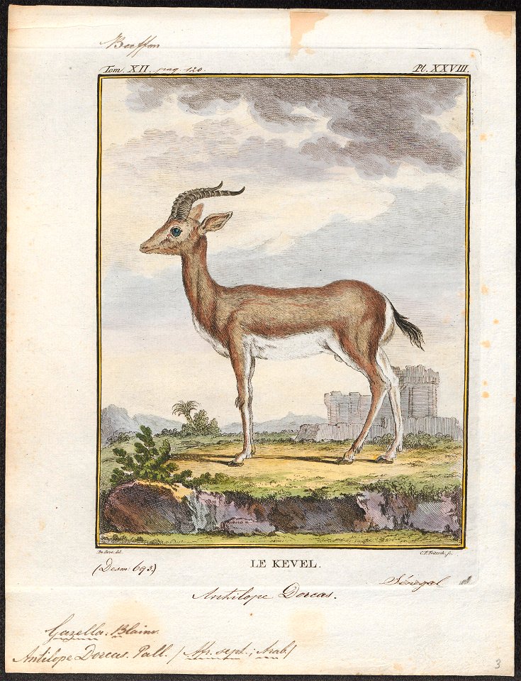 Antilope dorcas - 1700-1880 - Print - Iconographia Zoologica - Special Collections University of Amsterdam - UBA01 IZ21400057