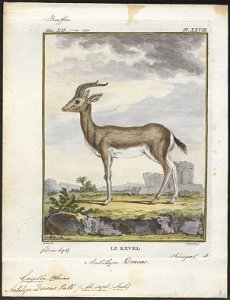 Antilope dorcas - 1700-1880 - Print - Iconographia Zoologica - Special Collections University of Amsterdam - UBA01 IZ21400057
