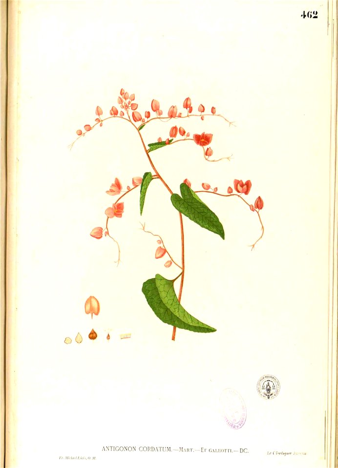 Antigonon cordatum Blanco2.462-original