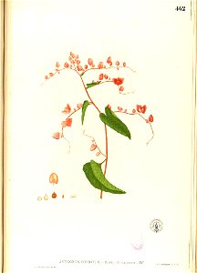 Antigonon cordatum Blanco2.462-original
