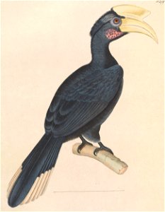 Anthracoceros malayanus 1838