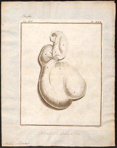 Antilope dorcas - ingewanden - 1700-1880 - Print - Iconographia Zoologica - Special Collections University of Amsterdam - UBA01 IZ21400233