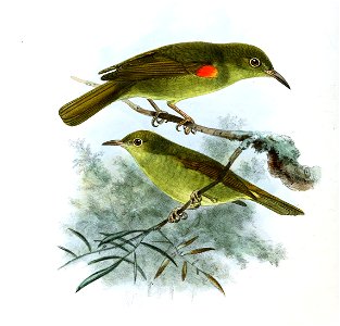 Anthreptes fraseri Keulemans
