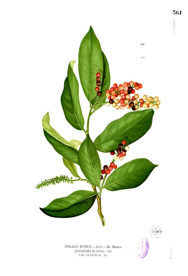 Antidesma bunius Blanco2.361