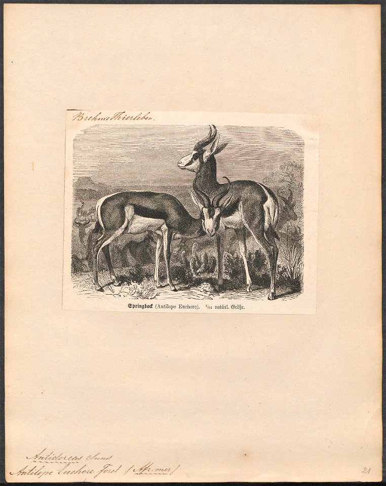 Antilope euchore - 1700-1880 - Print - Iconographia Zoologica - Special Collections University of Amsterdam - UBA01 IZ21400085