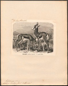Antilope euchore - 1700-1880 - Print - Iconographia Zoologica - Special Collections University of Amsterdam - UBA01 IZ21400085