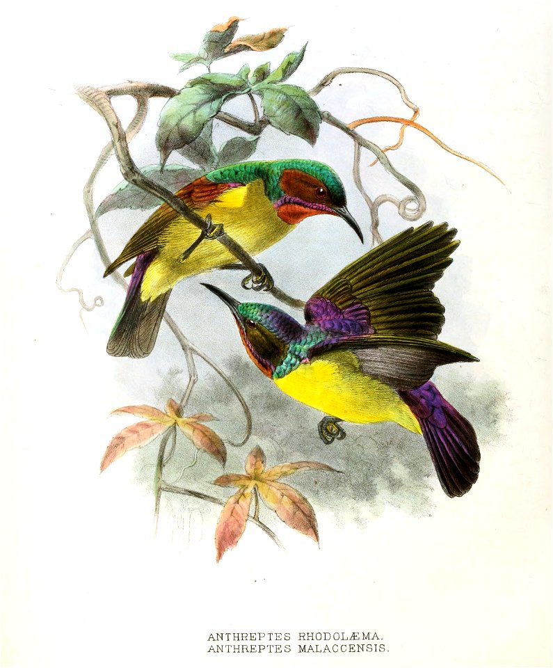 Anthreptes rhodolaemus, malacensis Keulemans 