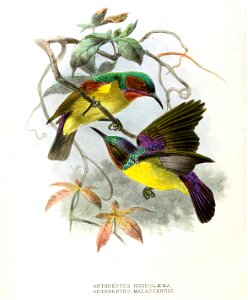 Anthreptes rhodolaemus, malacensis Keulemans 