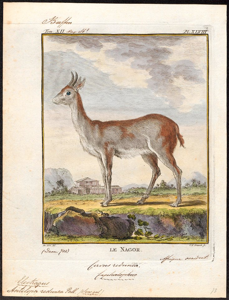 Antilopa redunca - 1700-1880 - Print - Iconographia Zoologica - Special Collections University of Amsterdam - UBA01 IZ21400223