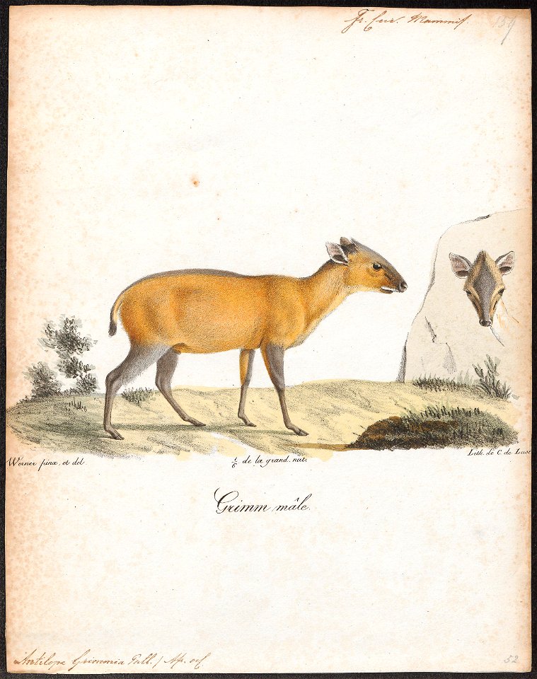 Antilope grimmia - 1818-1842 - Print - Iconographia Zoologica - Special Collections University of Amsterdam - UBA01 IZ21400265