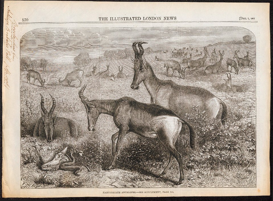 Antilope bubalis - 1861 - Print - Iconographia Zoologica - Special Collections University of Amsterdam - UBA01 IZ21400117