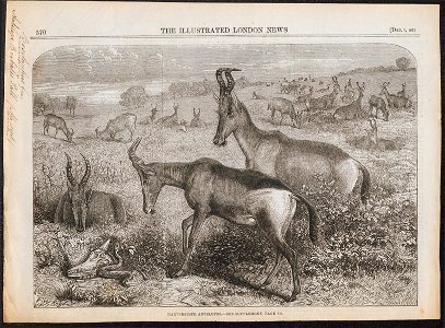 Antilope bubalis - 1861 - Print - Iconographia Zoologica - Special Collections University of Amsterdam - UBA01 IZ21400117