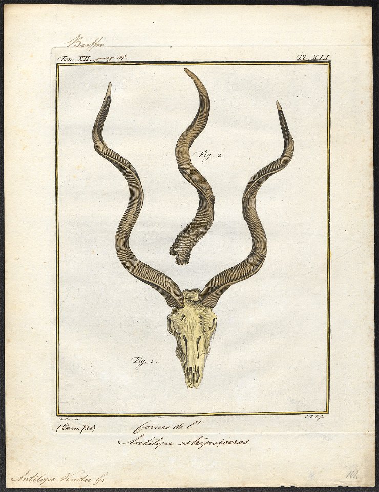 Antilope kudu - hoorns - 1700-1880 - Print - Iconographia Zoologica - Special Collections University of Amsterdam - UBA01 IZ21400155