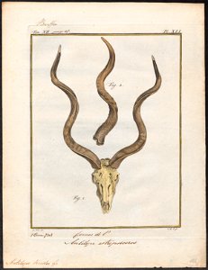 Antilope kudu - hoorns - 1700-1880 - Print - Iconographia Zoologica - Special Collections University of Amsterdam - UBA01 IZ21400155
