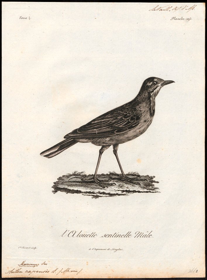 Anthus capensis - 1796-1808 - Print - Iconographia Zoologica - Special Collections University of Amsterdam - UBA01 IZ16300147