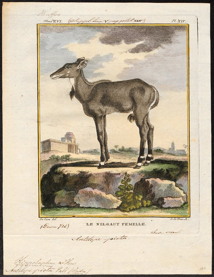 Antilope picta - 1700-1880 - Print - Iconographia Zoologica - Special Collections University of Amsterdam - UBA01 IZ21400203