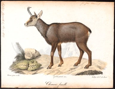 Antilope capreola - 1818-1842 - Print - Iconographia Zoologica - Special Collections University of Amsterdam - UBA01 IZ21400209