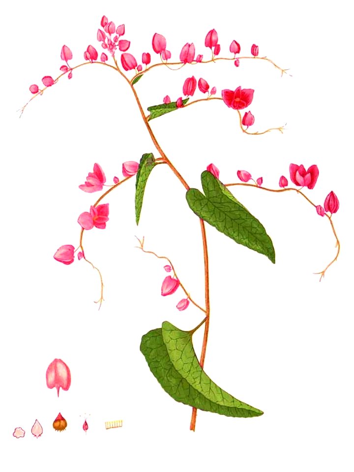 Antigonon cordatum Blanco2.462-cropped