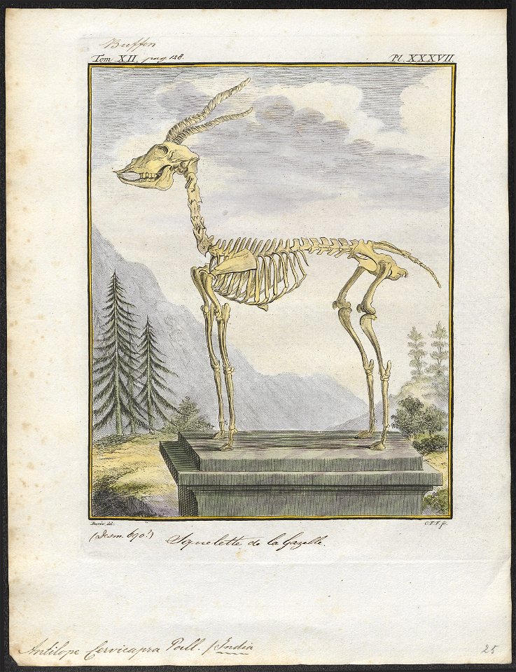 Antilope cervicapra - skelet - 1700-1880 - Print - Iconographia Zoologica - Special Collections University of Amsterdam - UBA01 IZ21400105