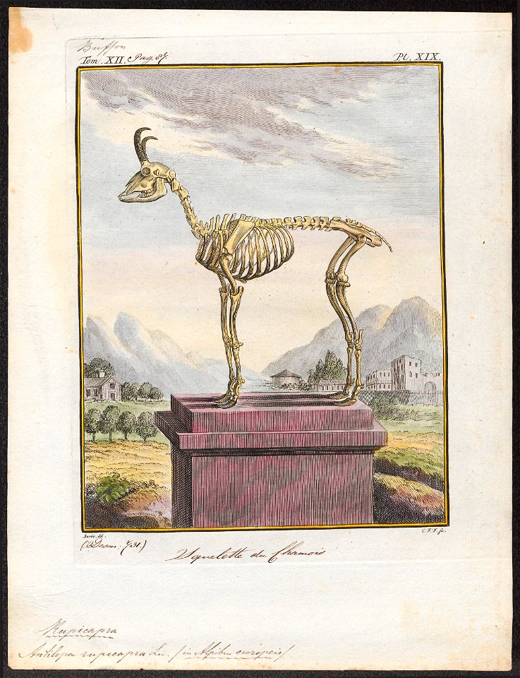 Antilope rupicapra - skelet - 1700-1880 - Print - Iconographia Zoologica - Special Collections University of Amsterdam - UBA01 IZ21400217
