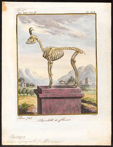 Antilope rupicapra - skelet - 1700-1880 - Print - Iconographia Zoologica - Special Collections University of Amsterdam - UBA01 IZ21400217