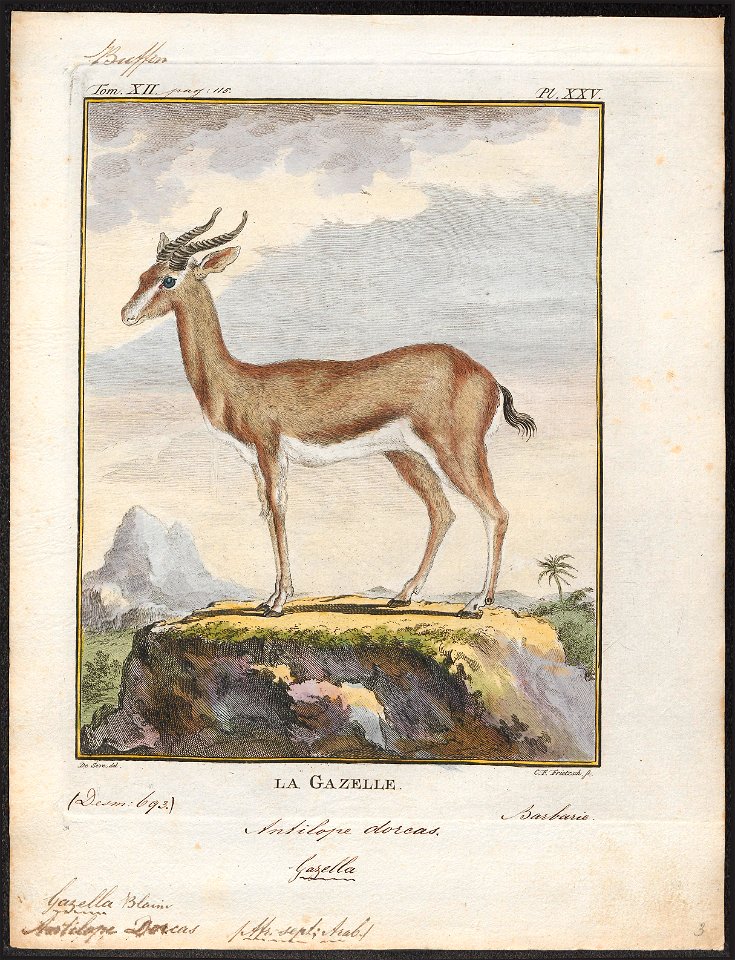 Antilope dorcas - 1700-1880 - Print - Iconographia Zoologica - Special Collections University of Amsterdam - UBA01 IZ21400055