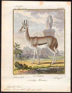 Antilope dorcas - 1700-1880 - Print - Iconographia Zoologica - Special Collections University of Amsterdam - UBA01 IZ21400065
