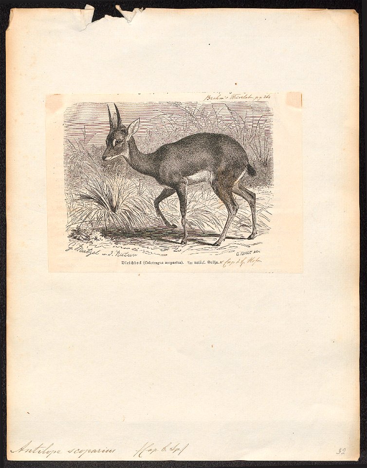 Antilope scoparius - 1700-1880 - Print - Iconographia Zoologica - Special Collections University of Amsterdam - UBA01 IZ21400025