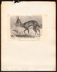 Antilope scoparius - 1700-1880 - Print - Iconographia Zoologica - Special Collections University of Amsterdam - UBA01 IZ21400025