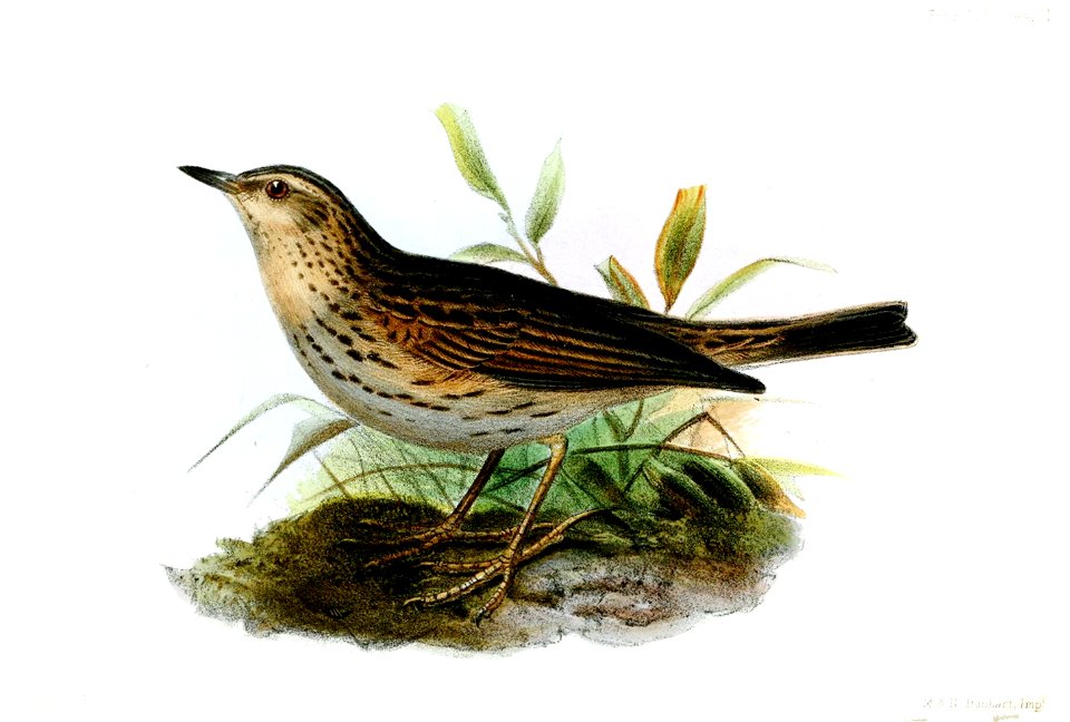 AnthusBotogensisWolf