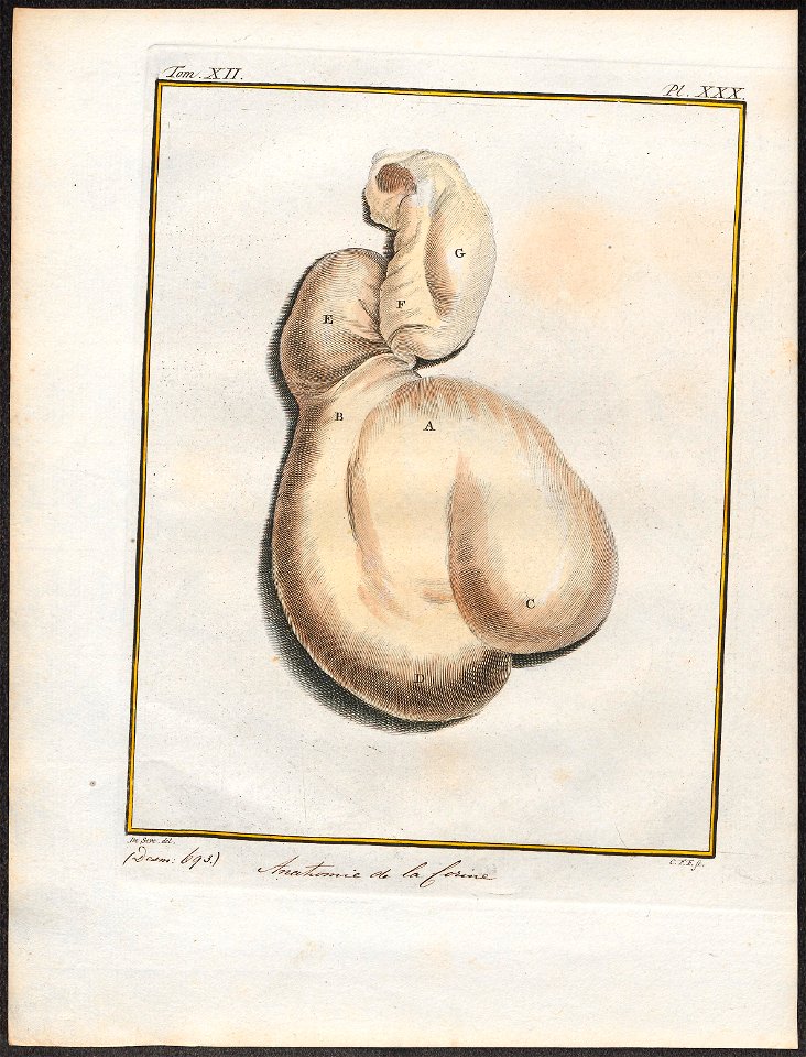 Antilope spec. - ingewanden - 1700-1880 - Print - Iconographia Zoologica - Special Collections University of Amsterdam - UBA01 IZ21400077