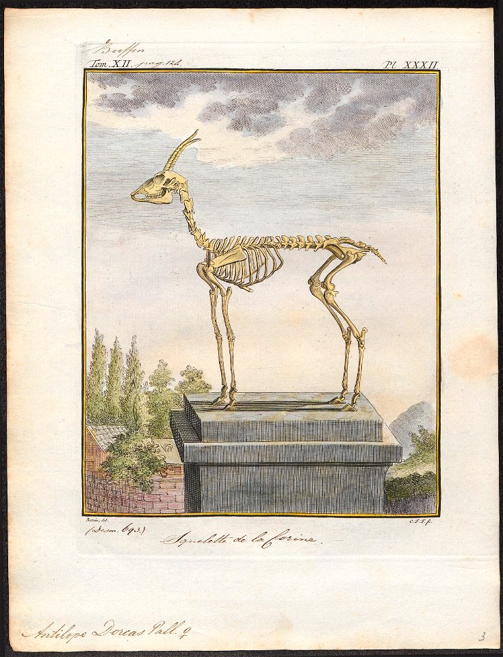 Antilope dorcas - skelet - 1700-1880 - Print - Iconographia Zoologica - Special Collections University of Amsterdam - UBA01 IZ21400073