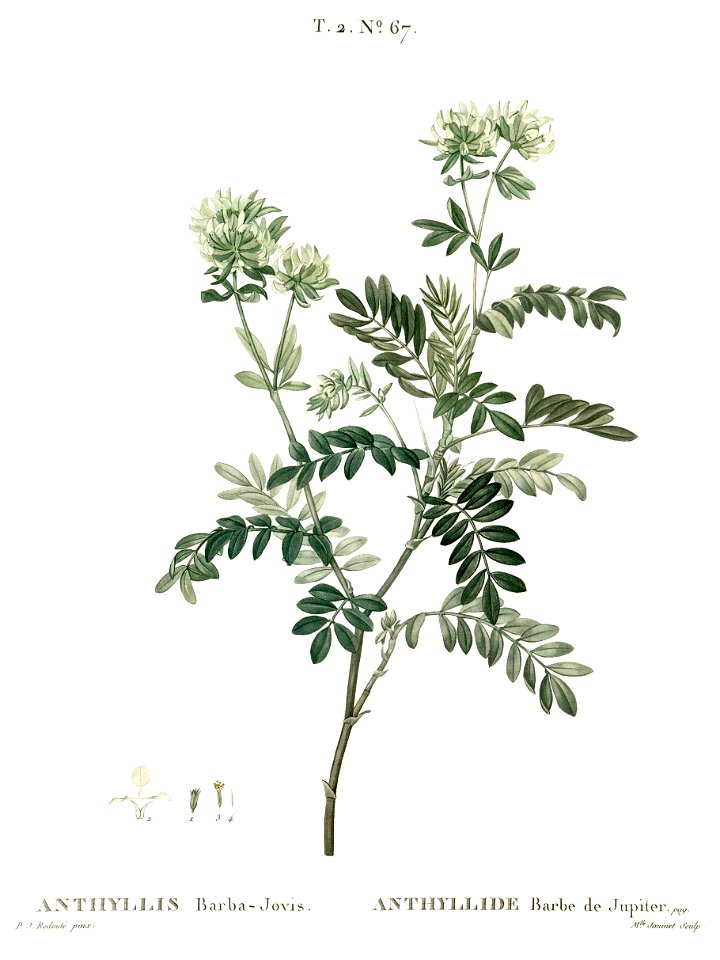 Anthyllis barba-jovis - Traité des arbres et arbustes que l'on cultive en France en pleine terre - clean
