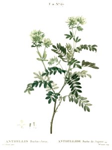 Anthyllis barba-jovis - Traité des arbres et arbustes que l'on cultive en France en pleine terre - clean