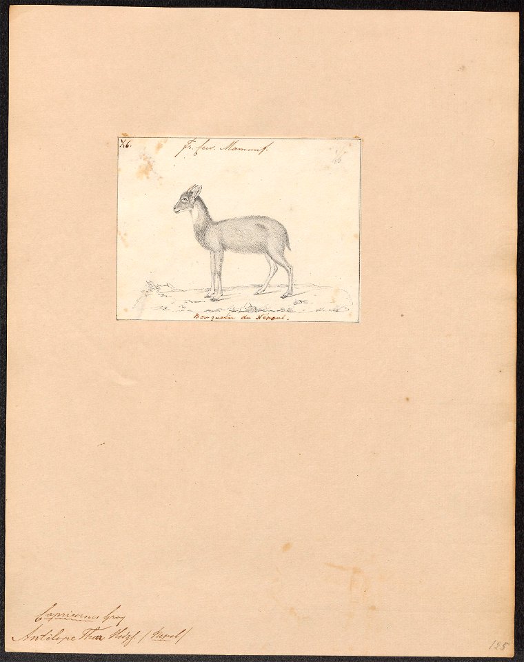 Antilope thar - 1818-1842 - Print - Iconographia Zoologica - Special Collections University of Amsterdam - UBA01 IZ21400179