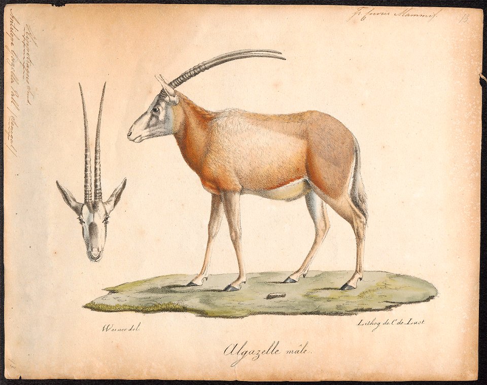 Antilope gazella - 1818-1842 - Print - Iconographia Zoologica - Special Collections University of Amsterdam - UBA01 IZ21400003