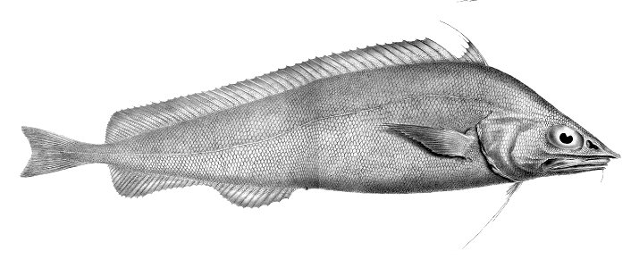 Antimora microlepis1