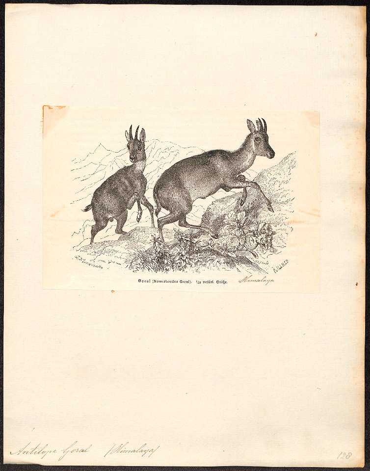 Antilope goral - 1700-1880 - Print - Iconographia Zoologica - Special Collections University of Amsterdam - UBA01 IZ21400189
