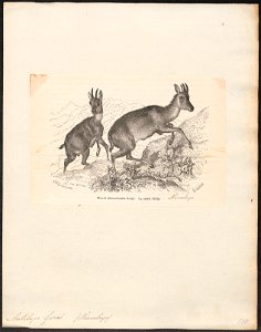 Antilope goral - 1700-1880 - Print - Iconographia Zoologica - Special Collections University of Amsterdam - UBA01 IZ21400189