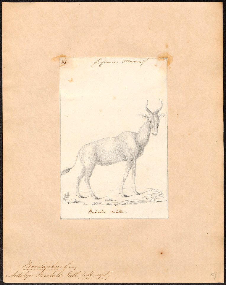 Antilope bubalis - 1818-1842 - Print - Iconographia Zoologica - Special Collections University of Amsterdam - UBA01 IZ21400125