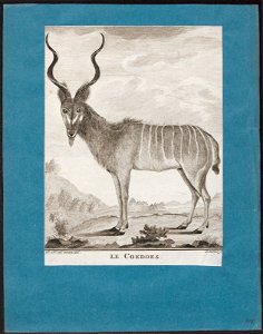 Antilope kudu - 1700-1880 - Print - Iconographia Zoologica - Special Collections University of Amsterdam - UBA01 IZ21400147