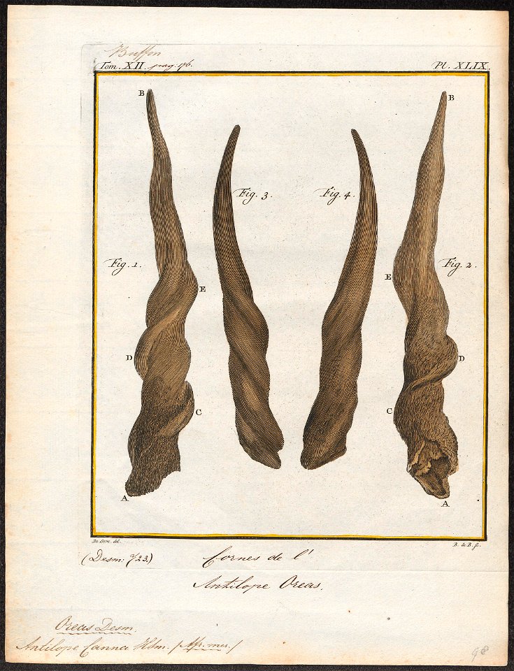 Antilope canna - hoorns - 1700-1880 - Print - Iconographia Zoologica - Special Collections University of Amsterdam - UBA01 IZ21400171