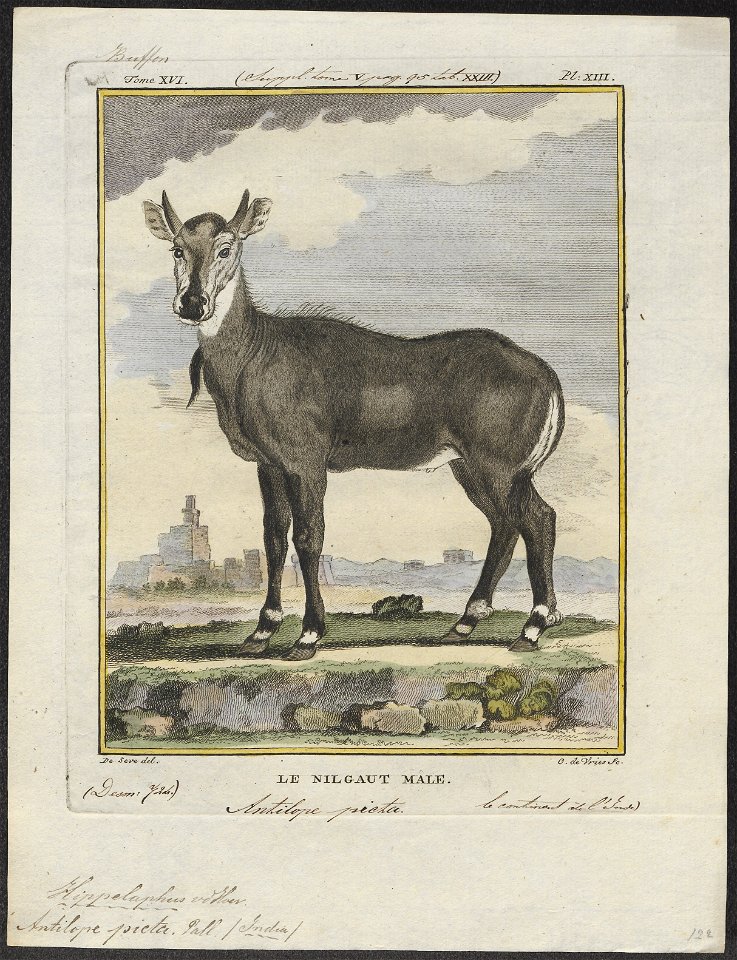 Antilope picta - 1700-1880 - Print - Iconographia Zoologica - Special Collections University of Amsterdam - UBA01 IZ21400199