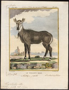 Antilope picta - 1700-1880 - Print - Iconographia Zoologica - Special Collections University of Amsterdam - UBA01 IZ21400199